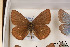  ( - Agro-224)  @12 [ ] Copyright (2011) University of Florida, FMNH - McGuire Center University of Florida, FMNH - McGuire Center