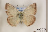  ( - Agro-230)  @12 [ ] Copyright (2011) University of Florida, FMNH - McGuire Center University of Florida, FMNH - McGuire Center
