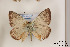  ( - Agro-231)  @13 [ ] Copyright (2011) University of Florida, FMNH - McGuire Center University of Florida, FMNH - McGuire Center