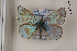  (Polyommatus stempfferi - Agro-236)  @14 [ ] Copyright (2011) University of Florida, FMNH - McGuire Center University of Florida, FMNH - McGuire Center
