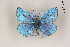 (Polyommatus eckweileri - Agro-244)  @14 [ ] Copyright (2011) University of Florida, FMNH - McGuire Center University of Florida, FMNH - McGuire Center