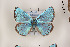  ( - Agro-245)  @12 [ ] Copyright (2011) University of Florida, FMNH - McGuire Center University of Florida, FMNH - McGuire Center