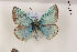  ( - Agro-250)  @12 [ ] Copyright (2011) University of Florida, FMNH - McGuire Center University of Florida, FMNH - McGuire Center