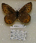  ( - CCDB-03029 A06)  @12 [ ] Copyright (2012) Zoological Institute of the Russian Academy of Science Zoological Institute of the Russian Academy of Science