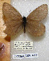 ( - CCDB-03029 A12)  @11 [ ] Copyright (2012) Zoological Institute of the Russian Academy of Science Zoological Institute of the Russian Academy of Science