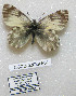  (Euchloe ochracea - CCDB-03029 F01)  @12 [ ] Copyright (2012) Zoological Institute of the Russian Academy of Science Zoological Institute of the Russian Academy of Science