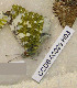  ( - CCDB-03029 H03)  @12 [ ] Copyright (2012) Zoological Institute of the Russian Academy of Science Zoological Institute of the Russian Academy of Science