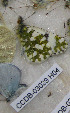  ( - CCDB-03029 H04)  @12 [ ] Copyright (2012) Zoological Institute of the Russian Academy of Science Zoological Institute of the Russian Academy of Science