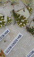  ( - CCDB-03029 H05)  @11 [ ] Copyright (2012) Zoological Institute of the Russian Academy of Science Zoological Institute of the Russian Academy of Science