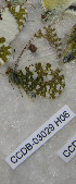  ( - CCDB-03029 H06)  @12 [ ] Copyright (2012) Zoological Institute of the Russian Academy of Science Zoological Institute of the Russian Academy of Science