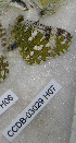  ( - CCDB-03029 H07)  @11 [ ] Copyright (2012) Zoological Institute of the Russian Academy of Science Zoological Institute of the Russian Academy of Science