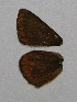  (Polyommatus sp. brown - CCDB-03030 A08)  @13 [ ] Copyright (2012) Zoological Institute of the Russian Academy of Science Zoological Institute of the Russian Academy of Science
