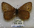  (Oeneis jutta sachalinensis - CCDB-03030 C04)  @13 [ ] Copyright (2012) Zoological Institute of the Russian Academy of Science Zoological Institute of the Russian Academy of Science