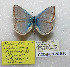  (Polyommatus karatavicus - CCDB-03030 E10)  @13 [ ] Copyright (2012) Zoological Institute of the Russian Academy of Science Zoological Institute of the Russian Academy of Science