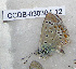  ( - CCDB-03030 E12)  @12 [ ] Copyright (2012) Zoological Institute of the Russian Academy of Science Zoological Institute of the Russian Academy of Science