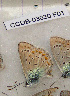  ( - CCDB-03030 F01)  @12 [ ] Copyright (2012) Zoological Institute of the Russian Academy of Science Zoological Institute of the Russian Academy of Science