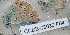  ( - CCDB-03030 F04)  @12 [ ] Copyright (2012) Zoological Institute of the Russian Academy of Science Zoological Institute of the Russian Academy of Science