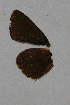  (Polyommatus brown sp - CCDB-03031 A09)  @13 [ ] Copyright (2012) Zoological Institute of the Russian Academy of Science Zoological Institute of the Russian Academy of Science