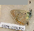  ( - CCDB-03032 B01)  @12 [ ] Copyright (2012) Zoological Institute of the Russian Academy of Science Zoological Institute of the Russian Academy of Science