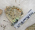  ( - CCDB-03032 B02)  @12 [ ] Copyright (2012) Zoological Institute of the Russian Academy of Science Zoological Institute of the Russian Academy of Science