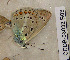  ( - CCDB-03032 B03)  @12 [ ] Copyright (2012) Zoological Institute of the Russian Academy of Science Zoological Institute of the Russian Academy of Science