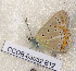  ( - CCDB-03032 B12)  @12 [ ] Copyright (2012) Zoological Institute of the Russian Academy of Science Zoological Institute of the Russian Academy of Science