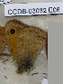  ( - CCDB-03032 E06)  @12 [ ] Copyright (2012) Zoological Institute of the Russian Academy of Science Zoological Institute of the Russian Academy of Science