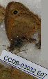  ( - CCDB-03032 E07)  @12 [ ] Copyright (2012) Zoological Institute of the Russian Academy of Science Zoological Institute of the Russian Academy of Science