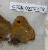  ( - CCDB-03032 E08)  @12 [ ] Copyright (2012) Zoological Institute of the Russian Academy of Science Zoological Institute of the Russian Academy of Science