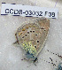  ( - CCDB-03032 F06)  @12 [ ] Copyright (2012) Zoological Institute of the Russian Academy of Science Zoological Institute of the Russian Academy of Science