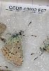  ( - CCDB-03032 F07)  @12 [ ] Copyright (2012) Zoological Institute of the Russian Academy of Science Zoological Institute of the Russian Academy of Science