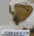  ( - CCDB-03032 F08)  @12 [ ] Copyright (2012) Zoological Institute of the Russian Academy of Science Zoological Institute of the Russian Academy of Science