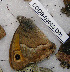  ( - CCDB-03033 D01)  @12 [ ] Copyright (2012) Zoological Institute of the Russian Academy of Science Zoological Institute of the Russian Academy of Science
