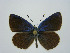  (Polyommatus magnificus - CCDB-05724 C05)  @14 [ ] Copyright (2011) University of Florida, FMNH - McGuire Center University of Florida, FMNH - McGuire Center