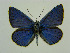  (Polyommatus shamil - CCDB-05725 E06)  @14 [ ] Copyright (2011) University of Florida, FMNH - McGuire Center University of Florida, FMNH - McGuire Center