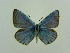  (Polyommatus damonides - CCDB-05726 D10)  @13 [ ] Copyright (2011) University of Florida, FMNH - McGuire Center University of Florida, FMNH - McGuire Center