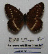  ( - CCDB-05785 B04)  @11 [ ] Copyright (2012) University of Florida, FMNH - McGuire Center University of Florida, FMNH - McGuire Center