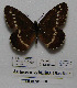  ( - CCDB-05785 B06)  @11 [ ] Copyright (2012) University of Florida, FMNH - McGuire Center University of Florida, FMNH - McGuire Center