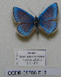  (Polyommatus barmifiruzae - CCDB-05785 E12)  @11 [ ] Copyright (2012) University of Florida, FMNH - McGuire Center University of Florida, FMNH - McGuire Center