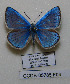  (Polyommatus huberti (anticarmon - CCDB-05785 F04)  @11 [ ] Copyright (2012) University of Florida, FMNH - McGuire Center University of Florida, FMNH - McGuire Center