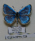 ( - CCDB-05785 F05)  @11 [ ] Copyright (2012) University of Florida, FMNH - McGuire Center University of Florida, FMNH - McGuire Center