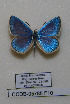  (Polyommatus wagneri - CCDB-05785 F10)  @11 [ ] Copyright (2012) University of Florida, FMNH - McGuire Center University of Florida, FMNH - McGuire Center