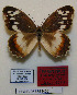  (Chazara egina aisha - CCDB-05785 H06)  @11 [ ] Copyright (2012) University of Florida, FMNH - McGuire Center University of Florida, FMNH - McGuire Center