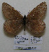  (Oeneis bore bore - CCDB-05786 A02)  @13 [ ] Copyright (2012) University of Florida, FMNH - McGuire Center University of Florida, FMNH - McGuire Center
