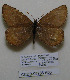  ( - CCDB-05786 A03)  @13 [ ] Copyright (2012) University of Florida, FMNH - McGuire Center University of Florida, FMNH - McGuire Center