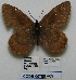  (Oeneis bore gaspeensis - CCDB-05786 A09)  @13 [ ] Copyright (2012) University of Florida, FMNH - McGuire Center University of Florida, FMNH - McGuire Center