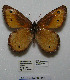  ( - CCDB-05786 D12)  @13 [ ] Copyright (2012) University of Florida, FMNH - McGuire Center University of Florida, FMNH - McGuire Center