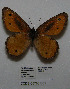  ( - CCDB-05786 E01)  @13 [ ] Copyright (2012) University of Florida, FMNH - McGuire Center University of Florida, FMNH - McGuire Center