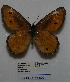  ( - CCDB-05786 E02)  @12 [ ] Copyright (2012) University of Florida, FMNH - McGuire Center University of Florida, FMNH - McGuire Center
