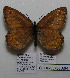  ( - CCDB-05788 A04)  @12 [ ] Copyright (2012) University of Florida, FMNH - McGuire Center University of Florida, FMNH - McGuire Center